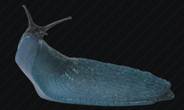 Granite Slug preview