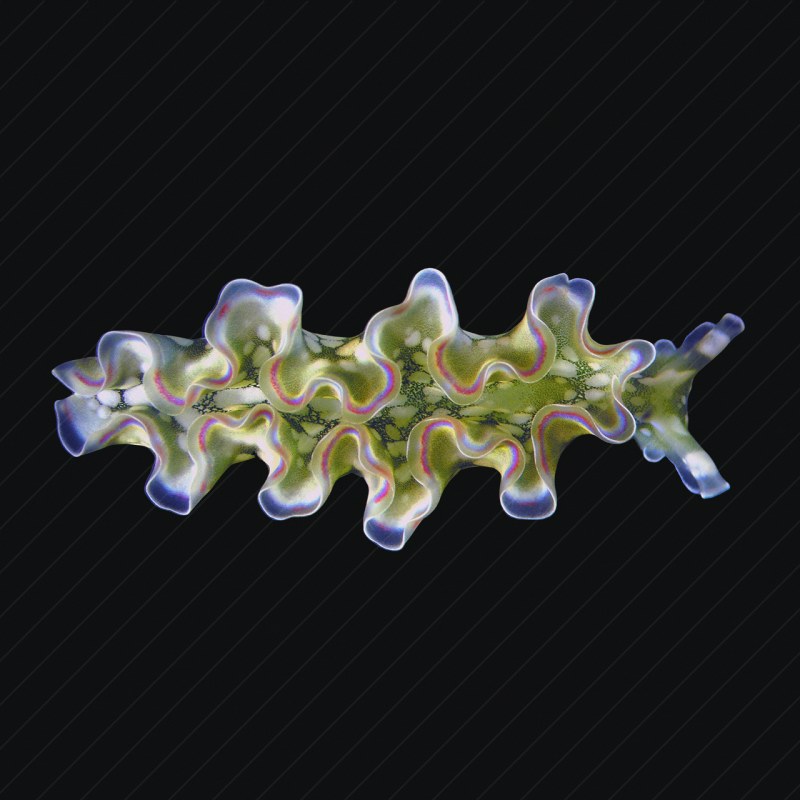 Granite Slug preview