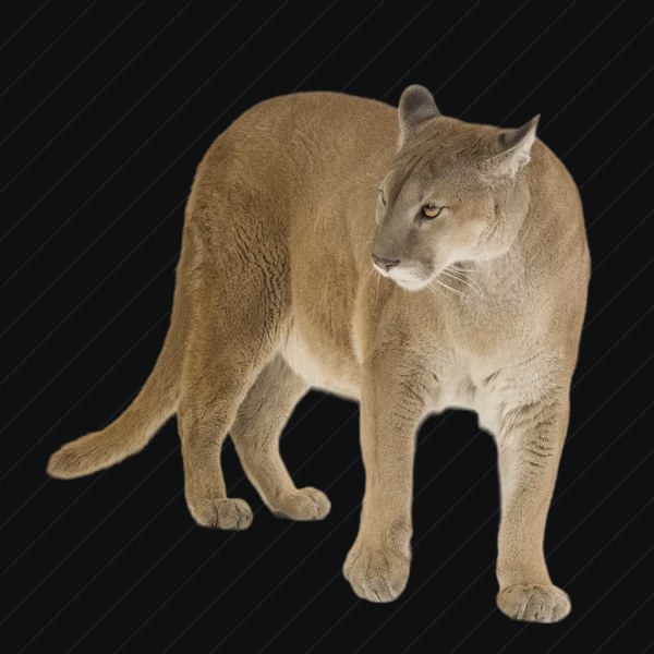 Sand Panther preview