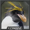 Pengauani