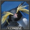 Pengauani