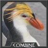Pengauani