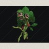 Physallis Berry Monster